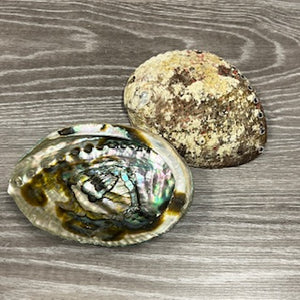 ABALONE SHELL