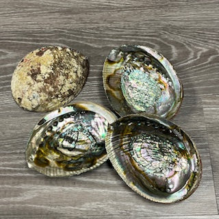 ABALONE SHELL